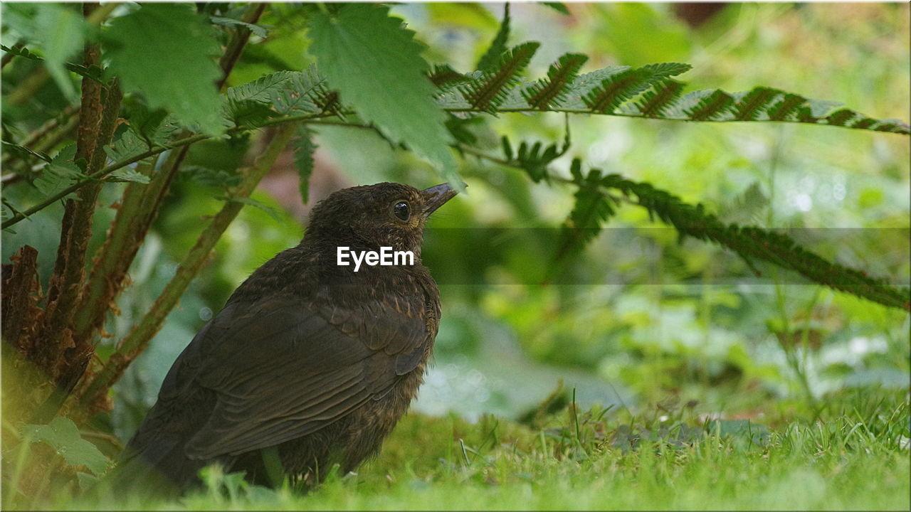 Bird perching on a grass