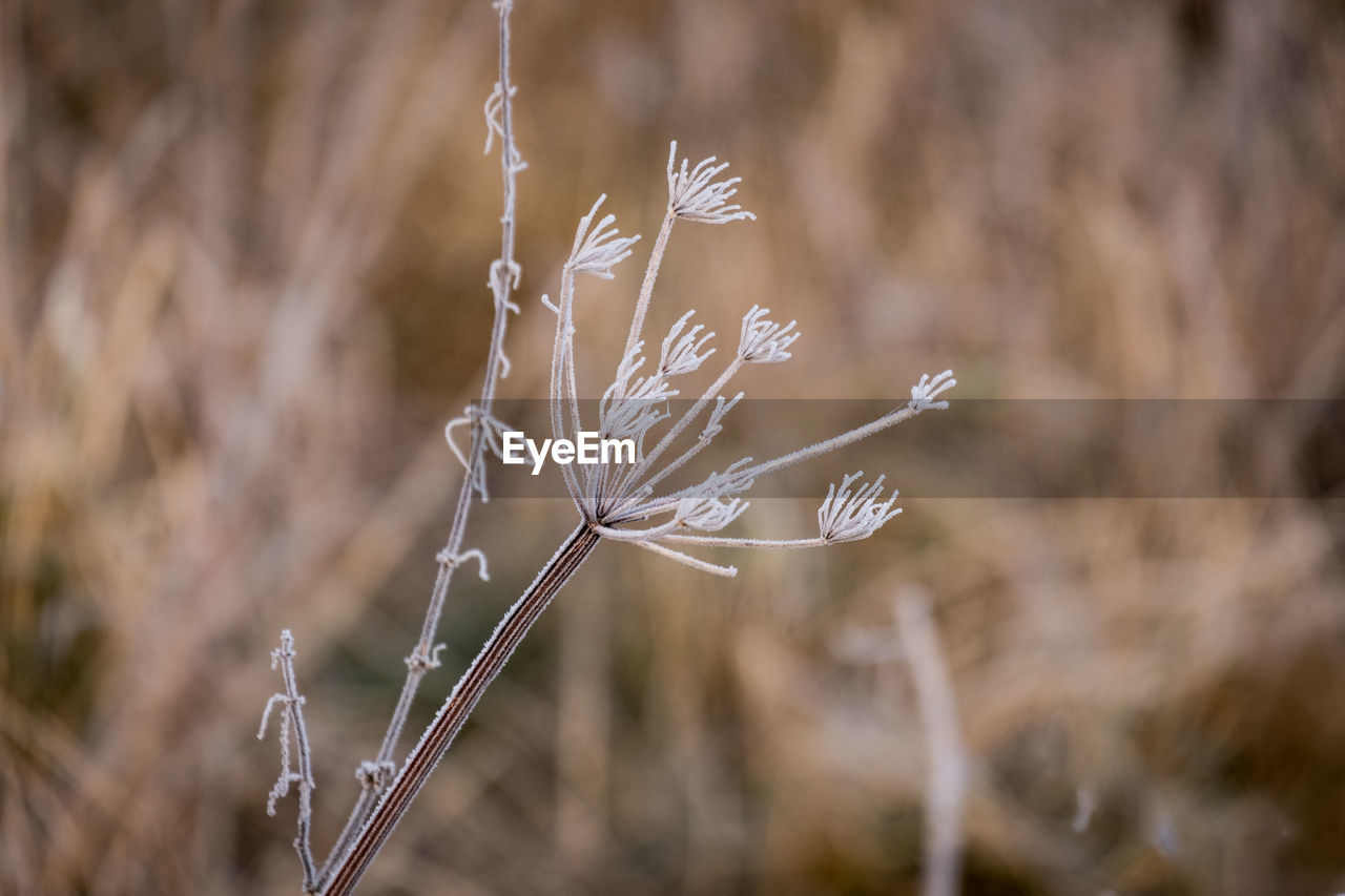 plant, grass, nature, frost, close-up, branch, focus on foreground, macro photography, beauty in nature, flower, no people, land, growth, winter, leaf, outdoors, dry, autumn, twig, environment, plant stem, tranquility, landscape, day, field, selective focus, sunlight, fragility, cold temperature, prairie