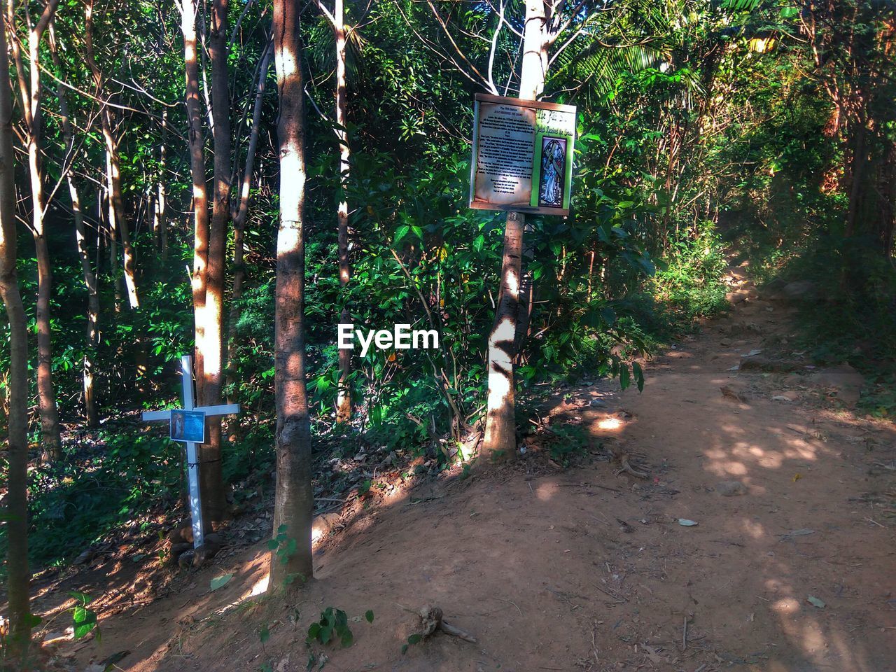 ROAD SIGN BY TREE