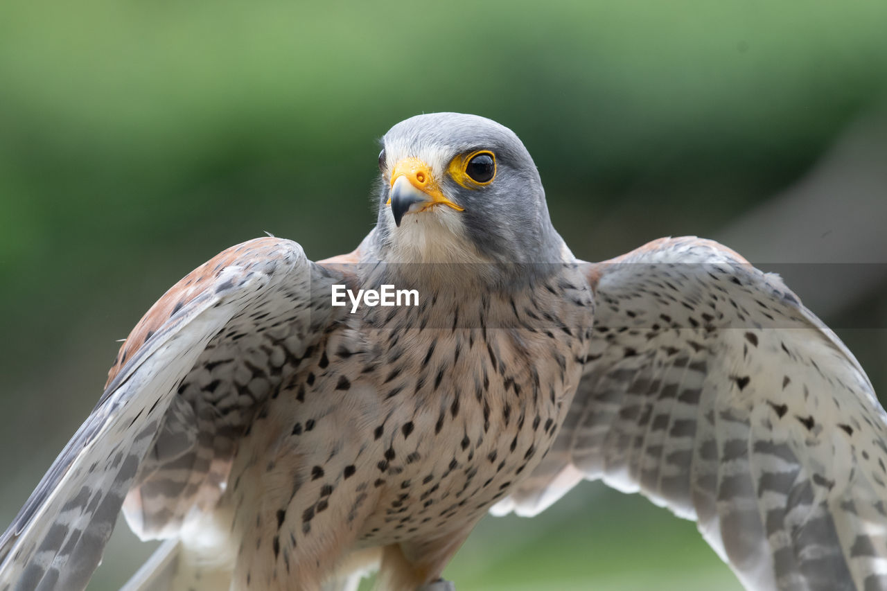 Close up portrait of a common kestrel with open wings