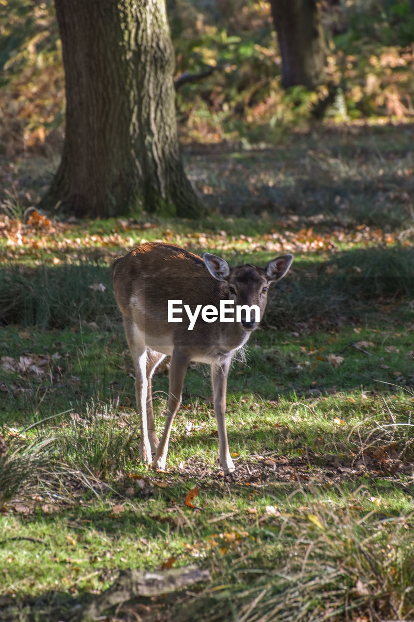 DEER STANDING ON TREE TRUNK