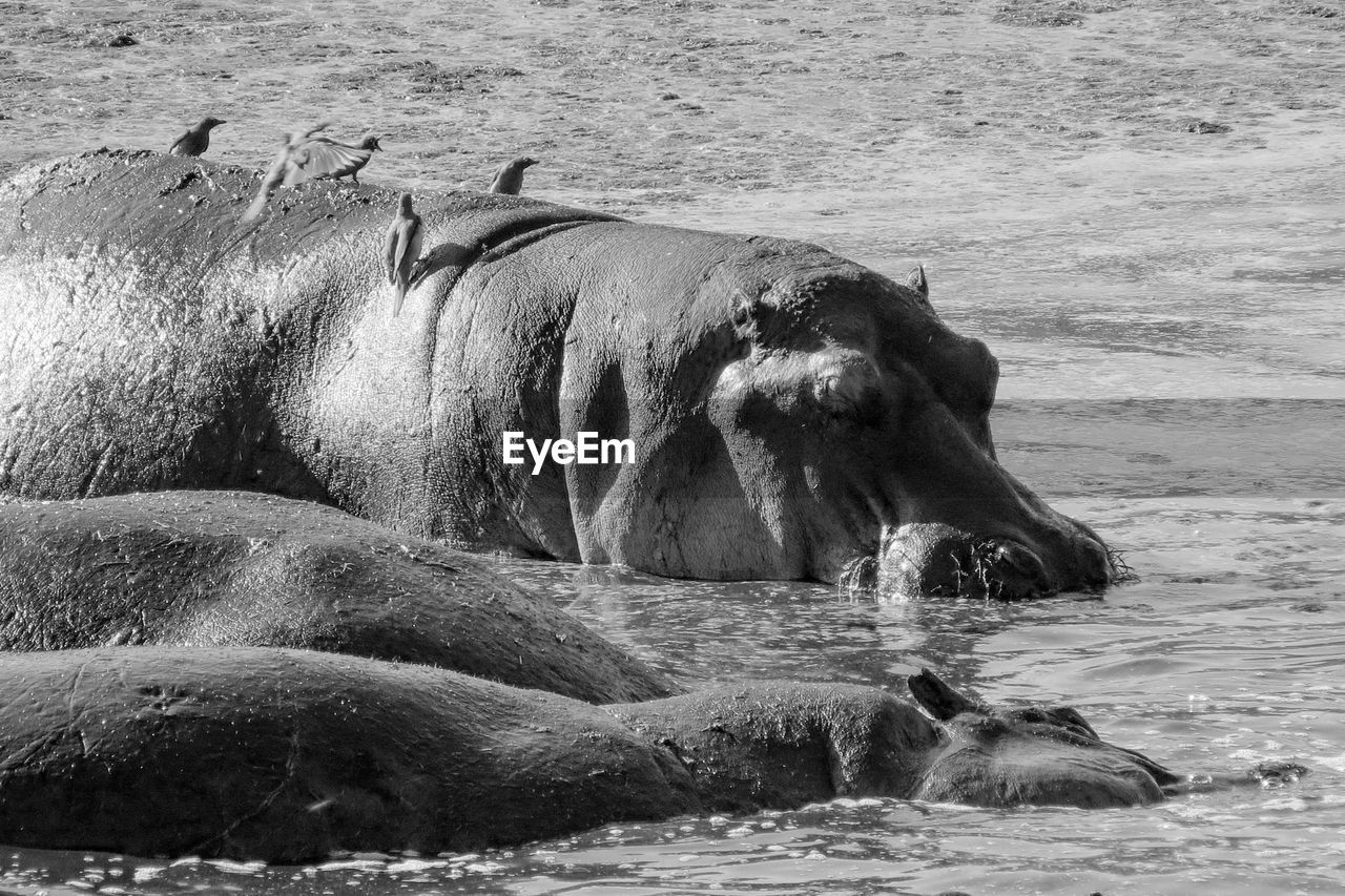 Hippopotamuses swimming in lake