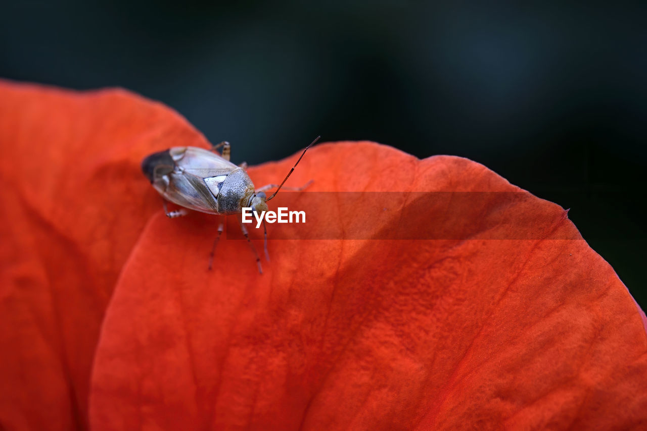 CLOSE-UP OF INSECT ON FLOWER