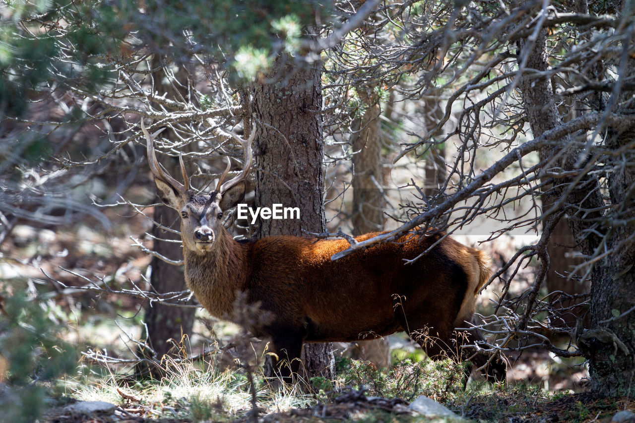 SQUIRREL IN FOREST