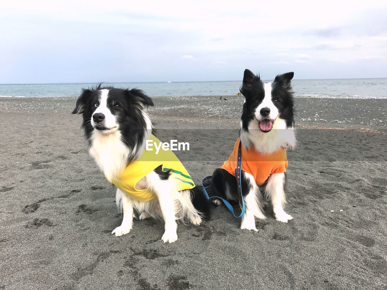 Dog on beach against sky