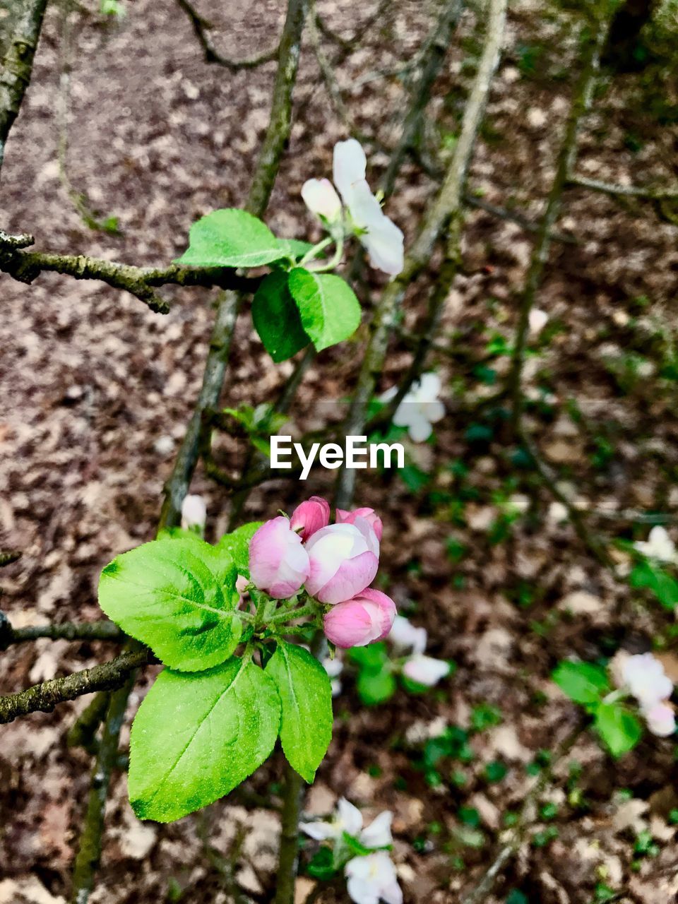 CLOSE-UP OF FLOWERS