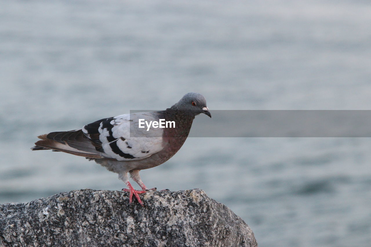 Close-up of pigeon perching on rock against sea.