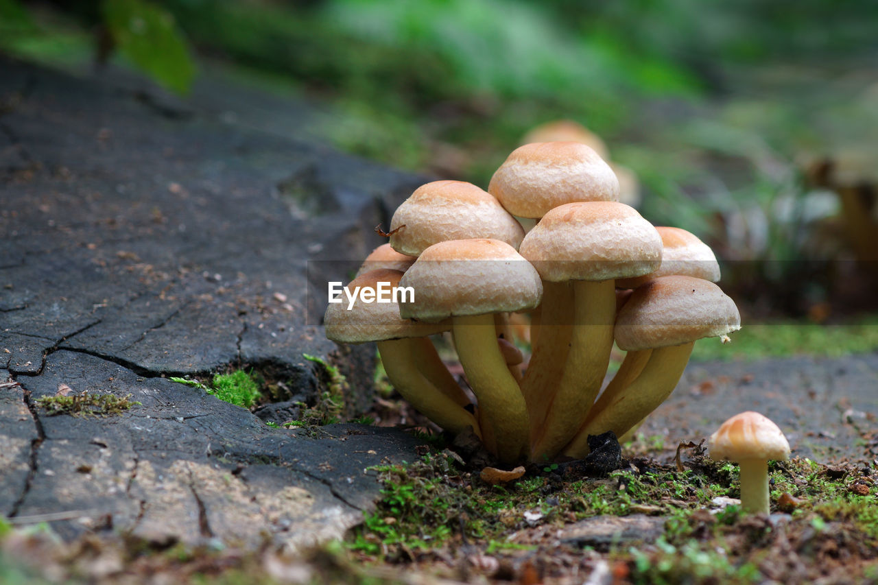 Close-up of mushrooms growing on field