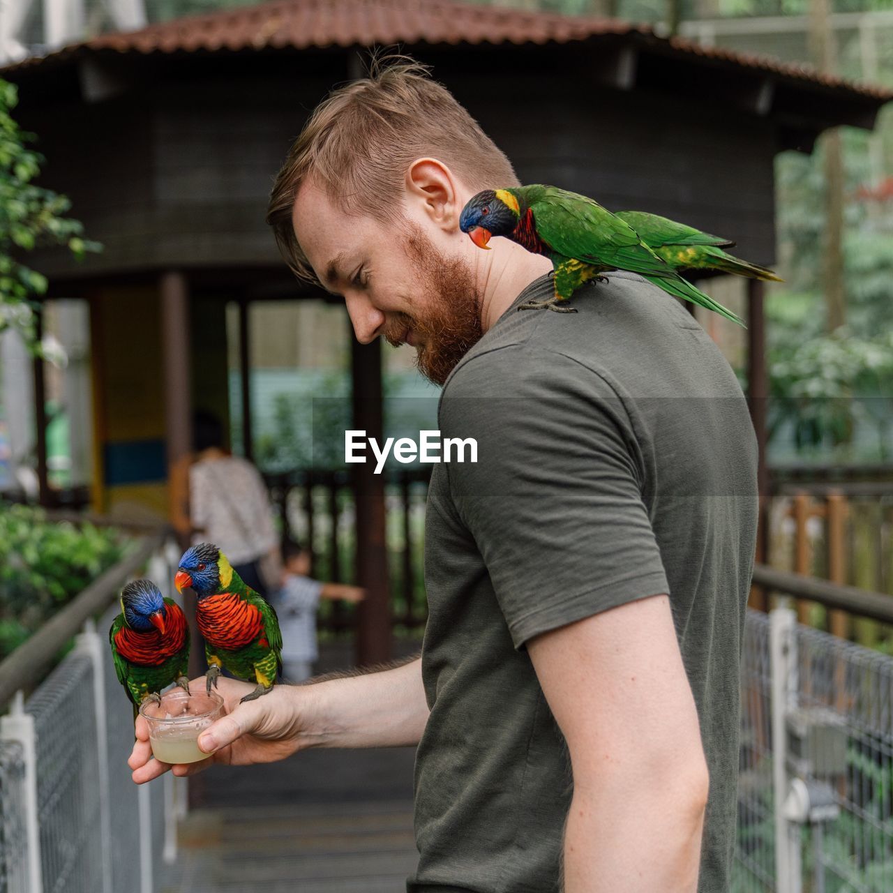 Man feeding parrots while standing outdoors