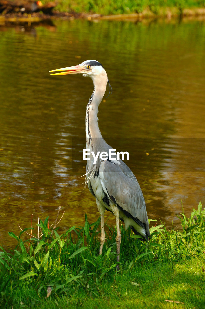 HIGH ANGLE VIEW OF GRAY HERON