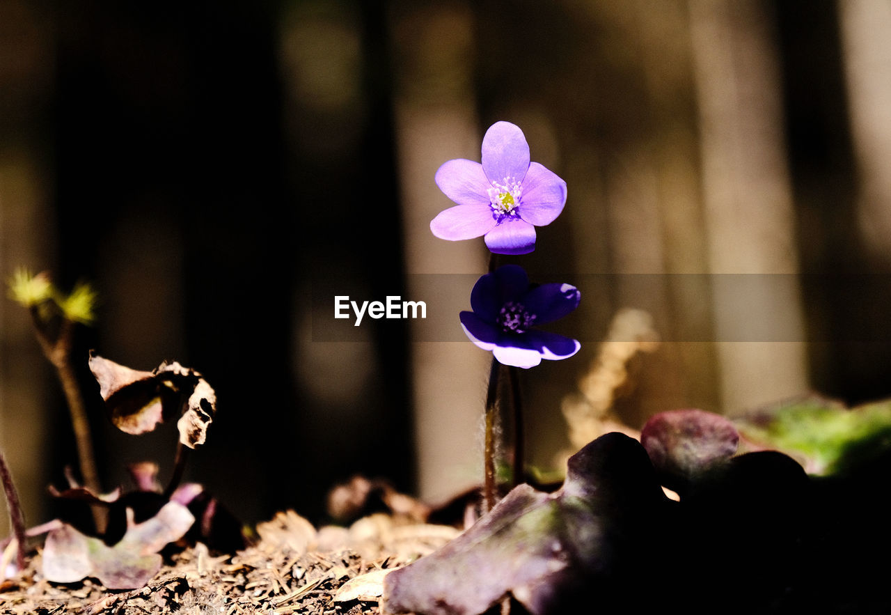 flowering plant, flower, plant, nature, beauty in nature, freshness, macro photography, close-up, fragility, purple, no people, spring, flower head, outdoors, growth, petal, sunlight, focus on foreground, selective focus, inflorescence, blossom, tree
