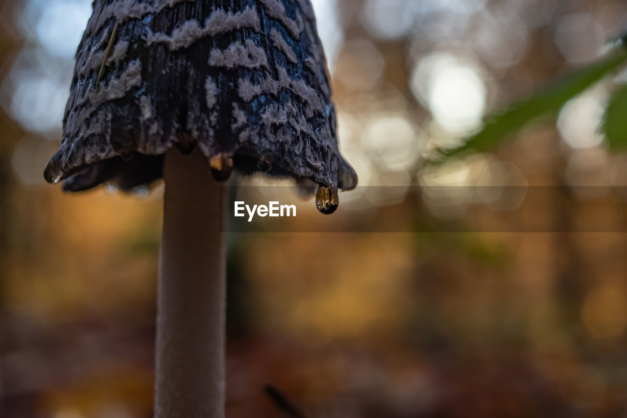 CLOSE-UP OF FROST ON TREE