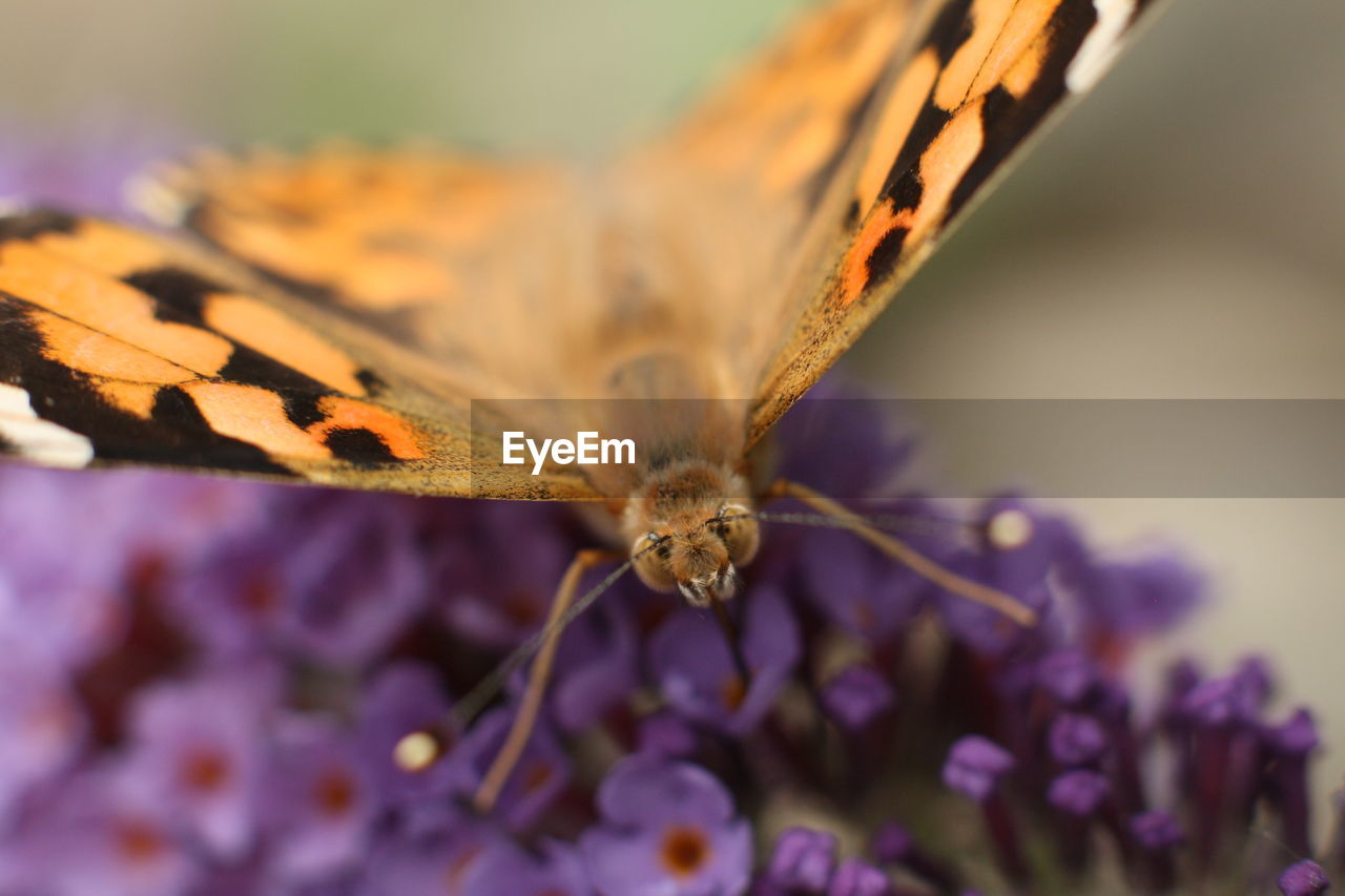 Macro shot of comma butterfly pollinating on purple buddleia