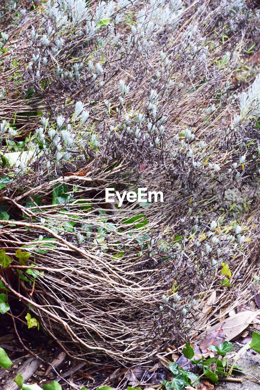 HIGH ANGLE VIEW OF FLOWERING PLANTS ON FIELD