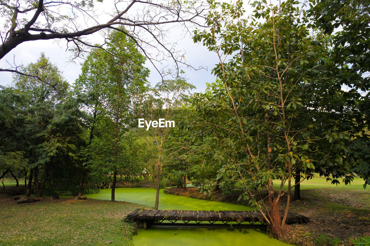 Scenic view of trees in forest