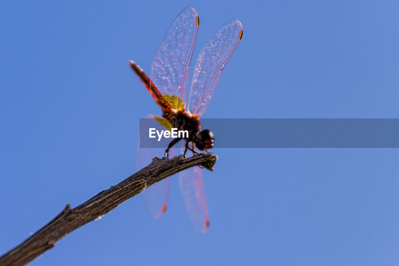 LOW ANGLE VIEW OF DRAGONFLY ON PLANT AGAINST CLEAR BLUE SKY