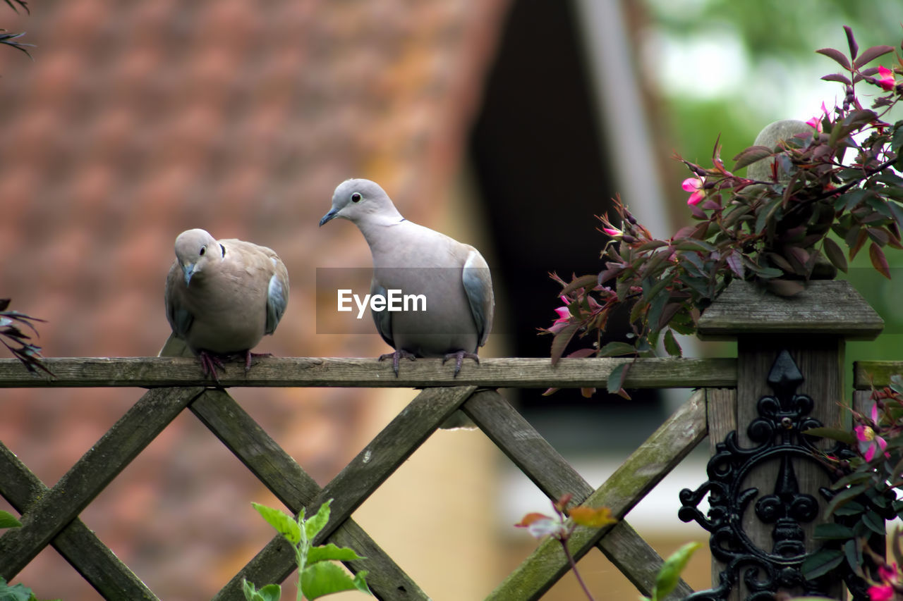 Mourning doves perching on wooden railing