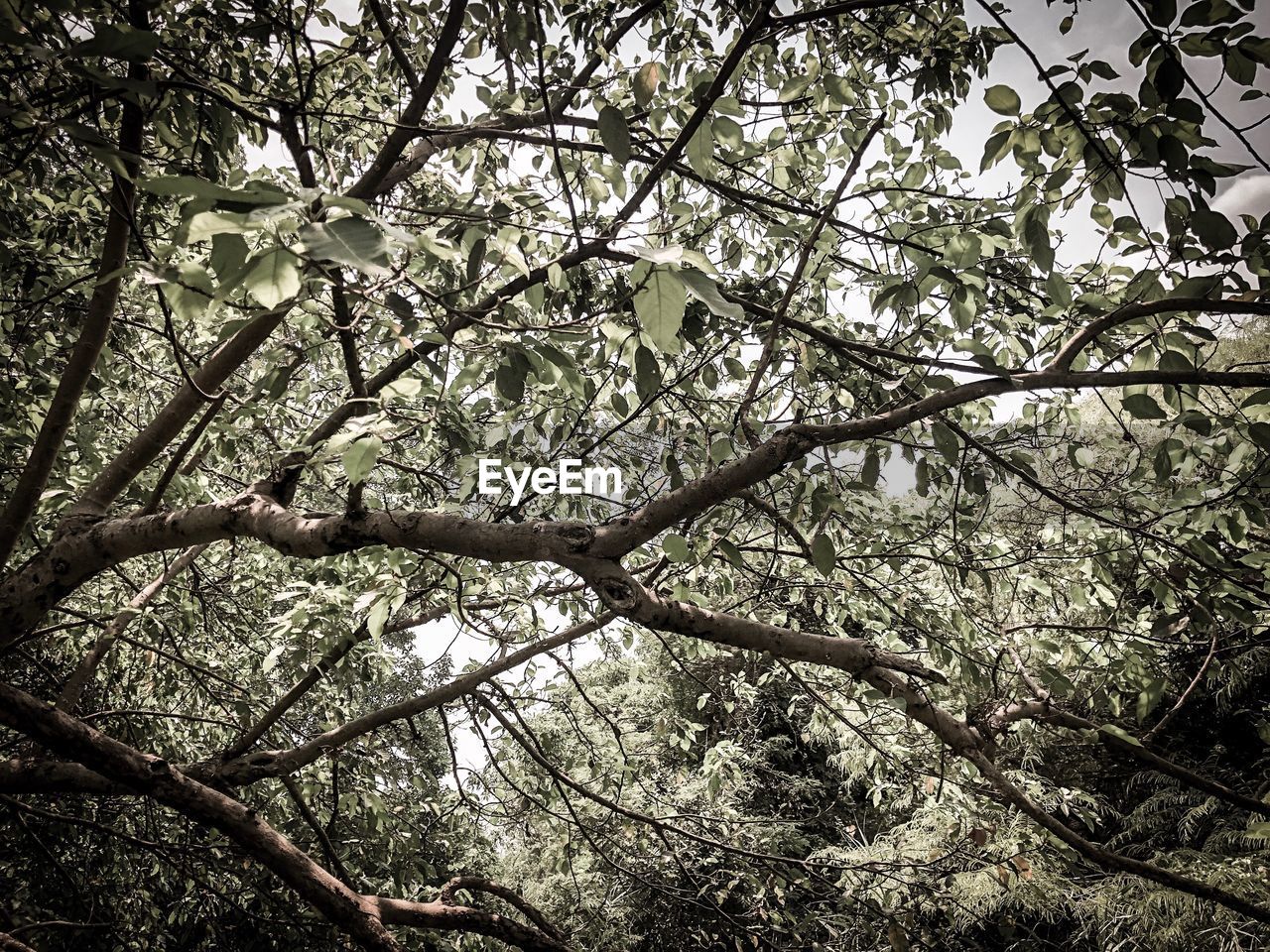 LOW ANGLE VIEW OF TREE IN FOREST