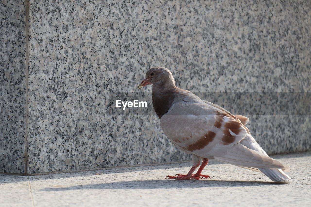 Pigeon standing on a marble fountain