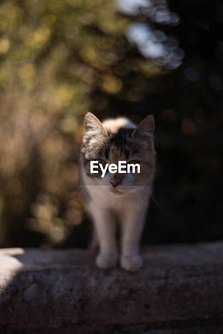 Portrait of cat standing outdoors