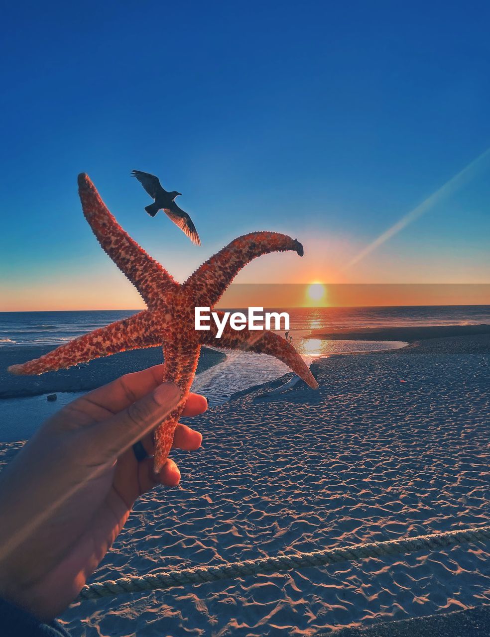 hand, sky, sea, ocean, water, nature, animal, starfish, animal themes, one person, wildlife, animal wildlife, sunset, blue, beach, holding, beauty in nature, horizon, sunlight, land, one animal, sun, horizon over water, outdoors, sea life, clear sky, reflection, finger, flying, fish, dusk