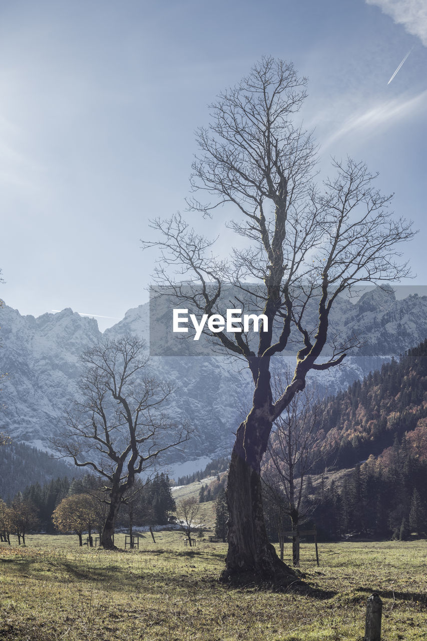 Bare trees on landscape against mountains