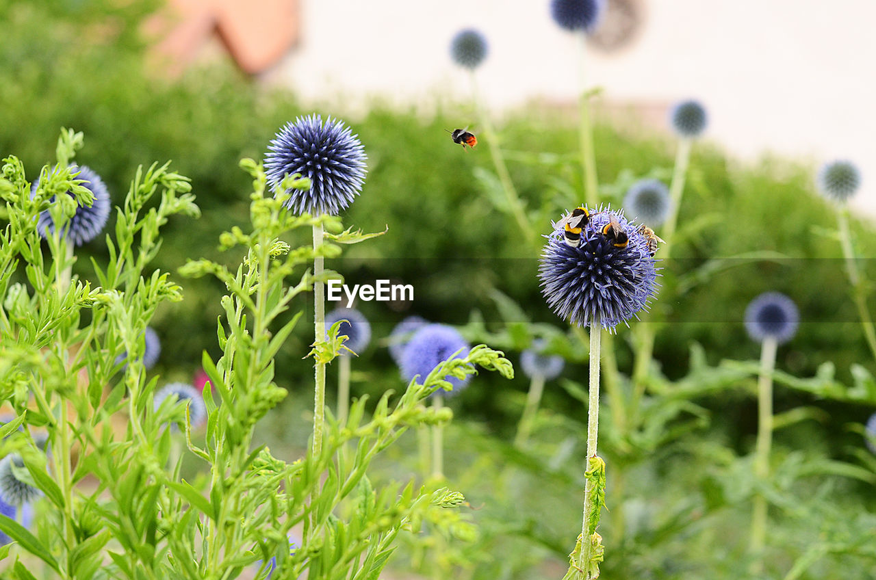 Close-up of flowers blooming outdoors