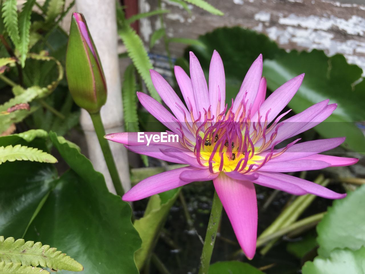 CLOSE-UP OF PINK LOTUS WATER LILIES