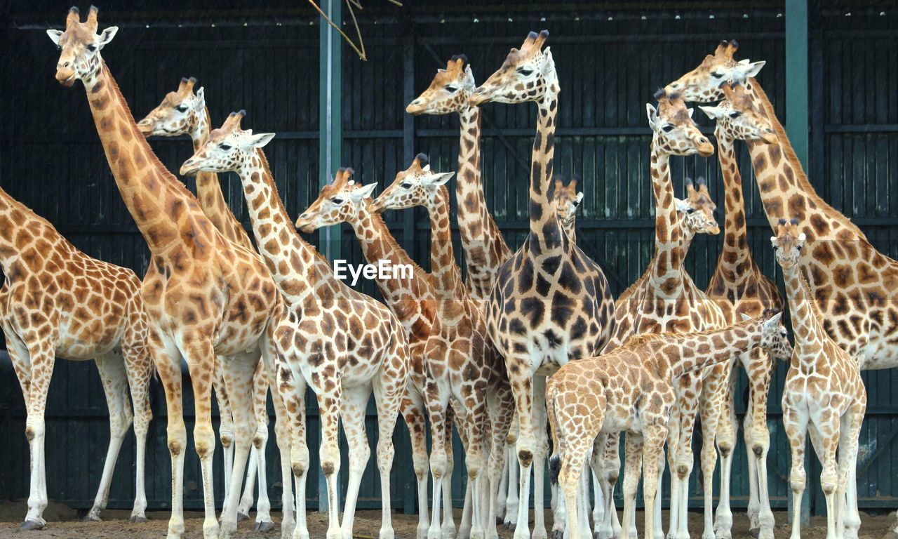 Group of giraffes looking away