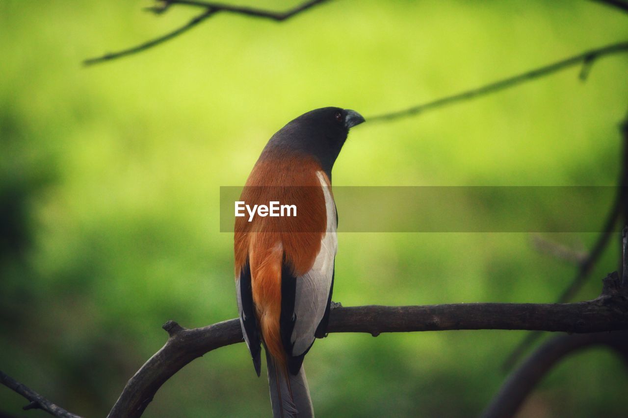 CLOSE-UP OF BIRD PERCHING ON TREE