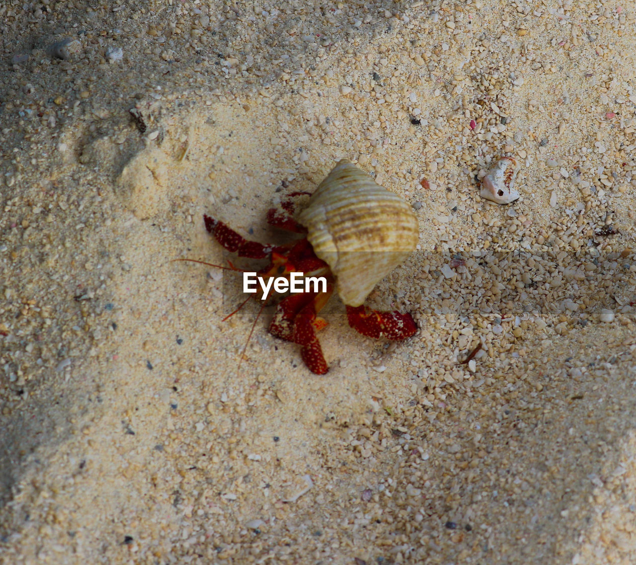 HIGH ANGLE VIEW OF MOTH ON SAND