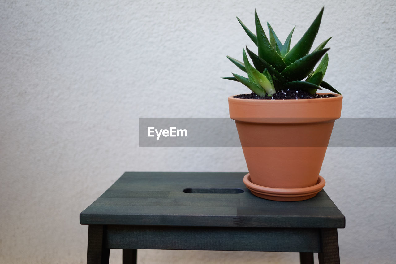 CLOSE-UP OF POTTED PLANTS ON TABLE