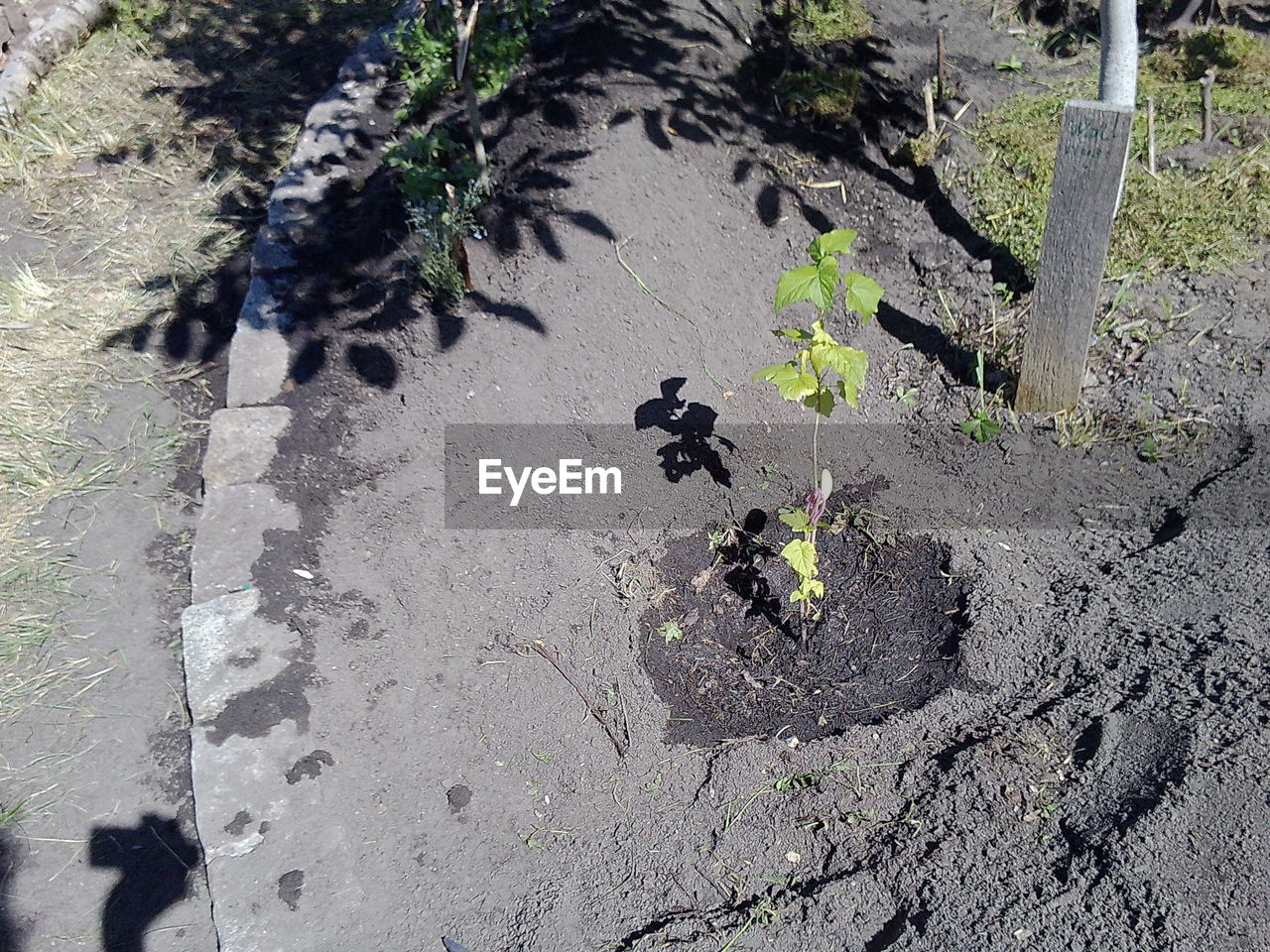 HIGH ANGLE VIEW OF BLACK AND WHITE FLOWER ON LAND