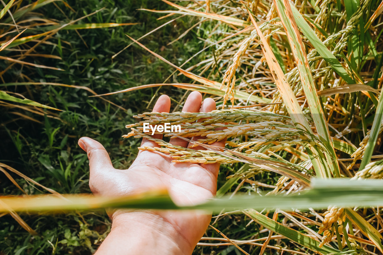 grass, hand, plant, leaf, nature, one person, flower, green, day, land, growth, holding, personal perspective, lawn, tree, crop, outdoors, agriculture, field, close-up, high angle view, branch, soil, food, adult, lifestyles, autumn, food and drink, leisure activity, sunlight
