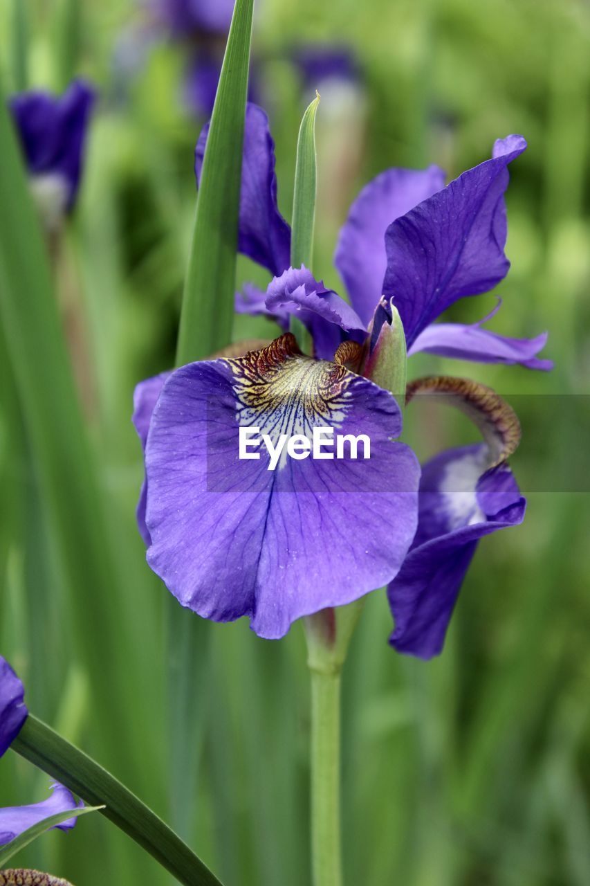 flower, flowering plant, plant, purple, freshness, iris, beauty in nature, close-up, fragility, petal, flower head, growth, inflorescence, human eye, nature, focus on foreground, botany, outdoors, blossom, day, springtime, selective focus