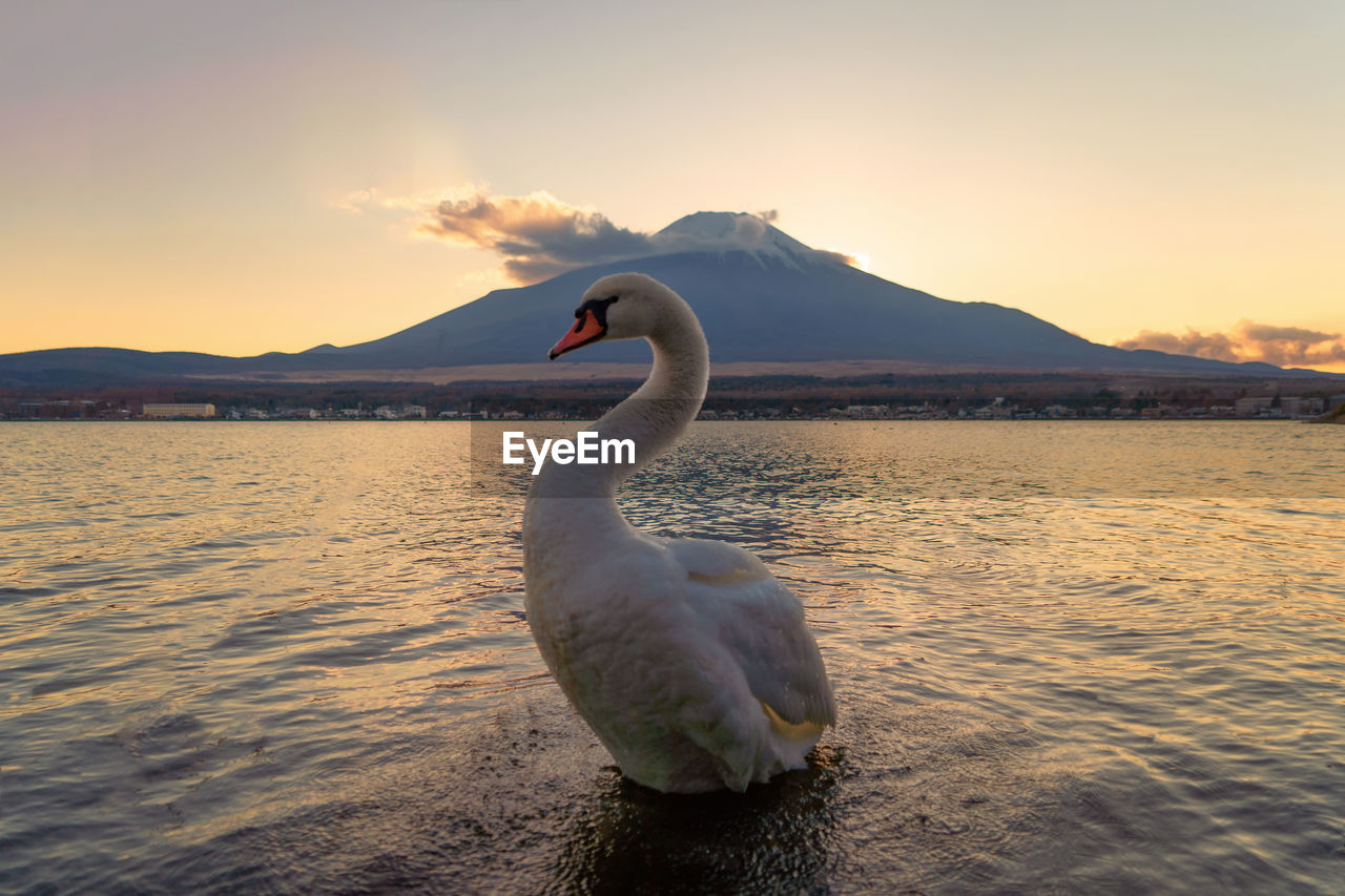 Side view of swan swimming in lake against sky during sunset