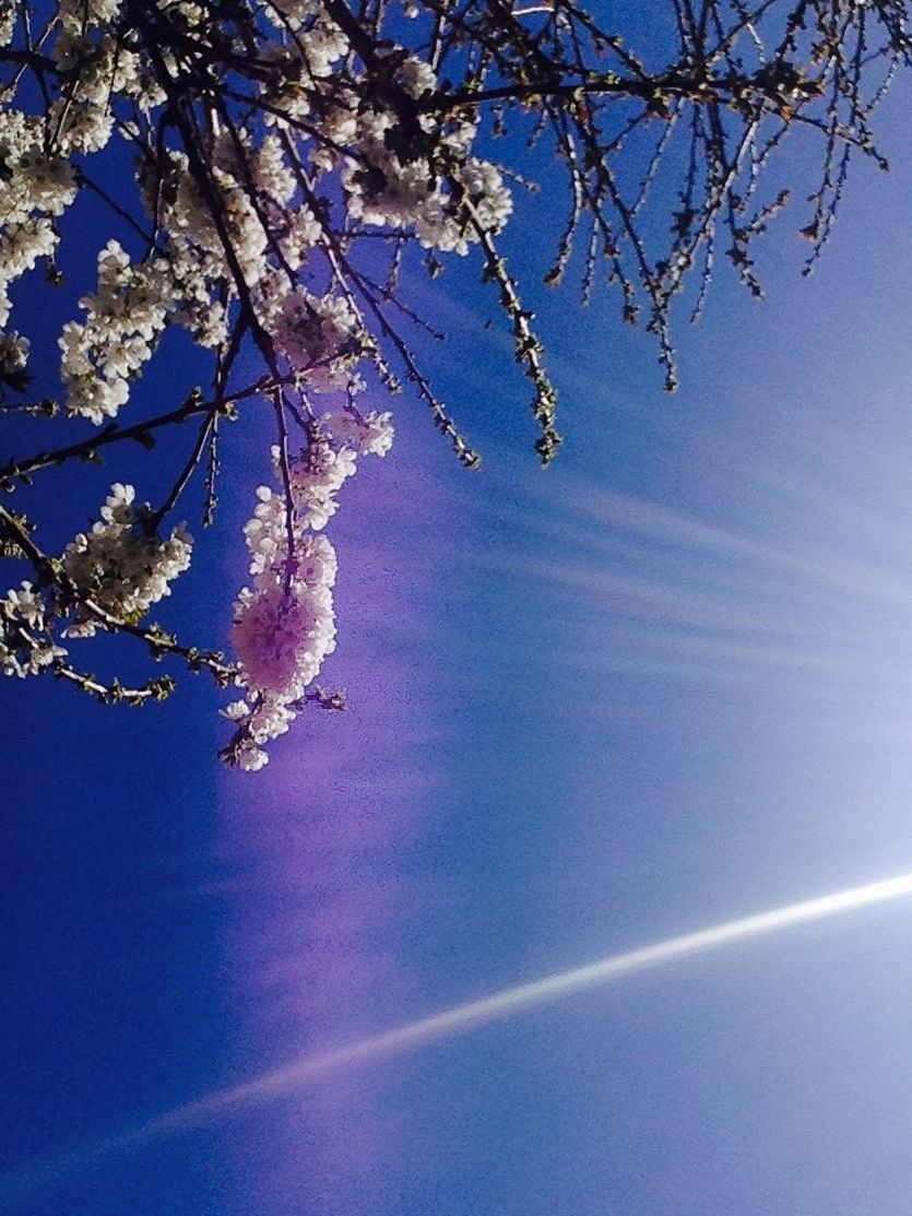 LOW ANGLE VIEW OF TREE AGAINST BLUE SKY