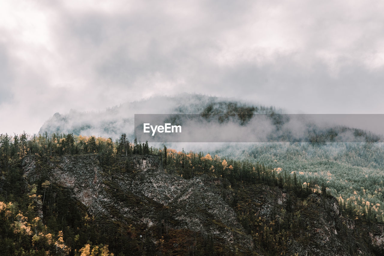 Panoramic shot of trees on land against sky