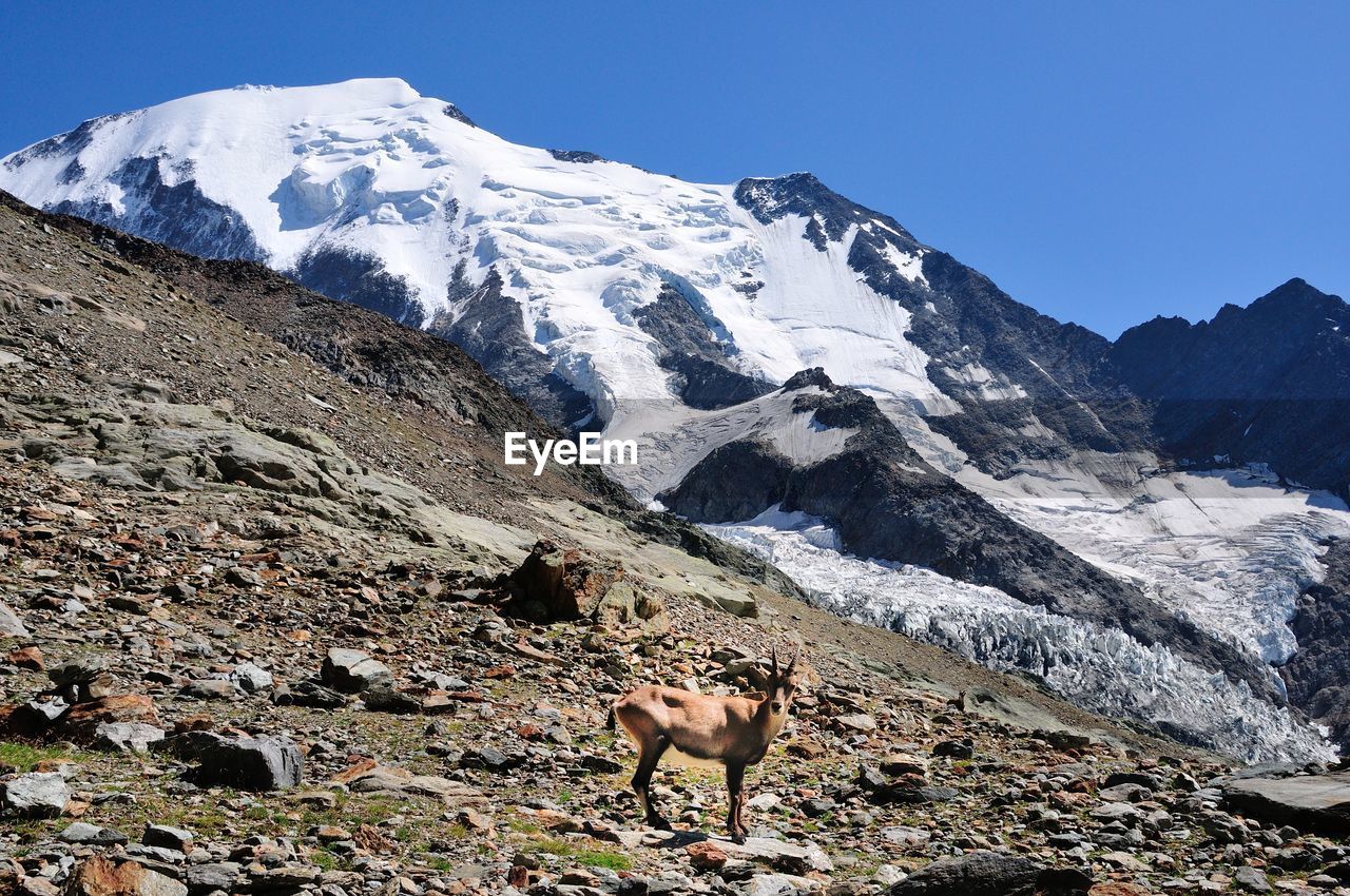 VIEW OF A HORSE ON SNOWCAPPED MOUNTAIN