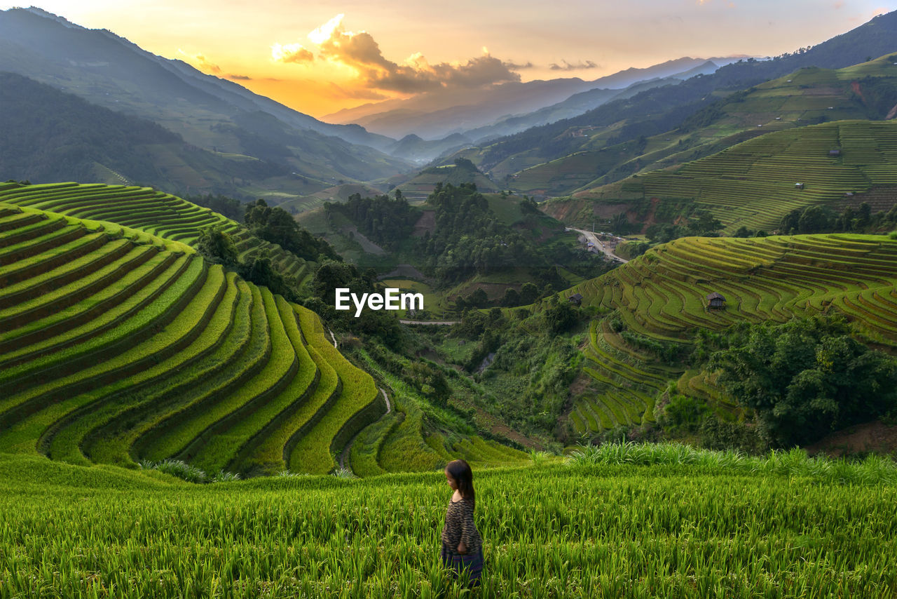 High angle view of girl standing on terraced field during sunset