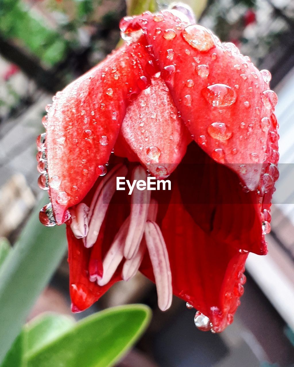 CLOSE-UP OF RAINDROPS ON RED ROSE