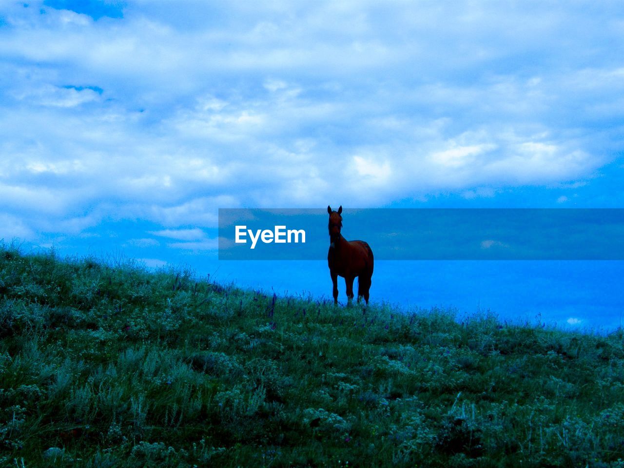 HORSES STANDING IN FIELD