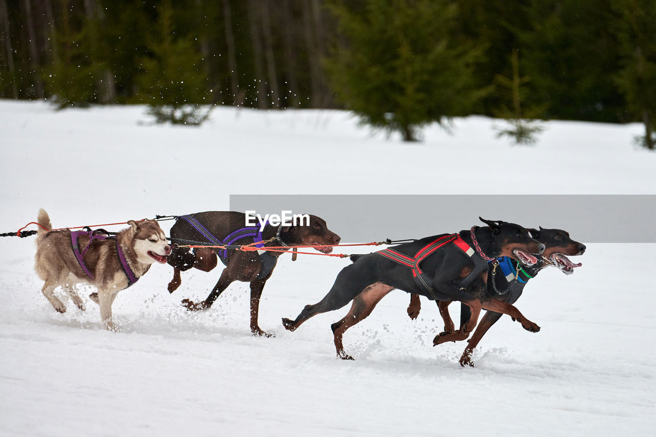 Running doberman dog on sled dog racing. winter dog sport sled competition. dobermann pinscher dog