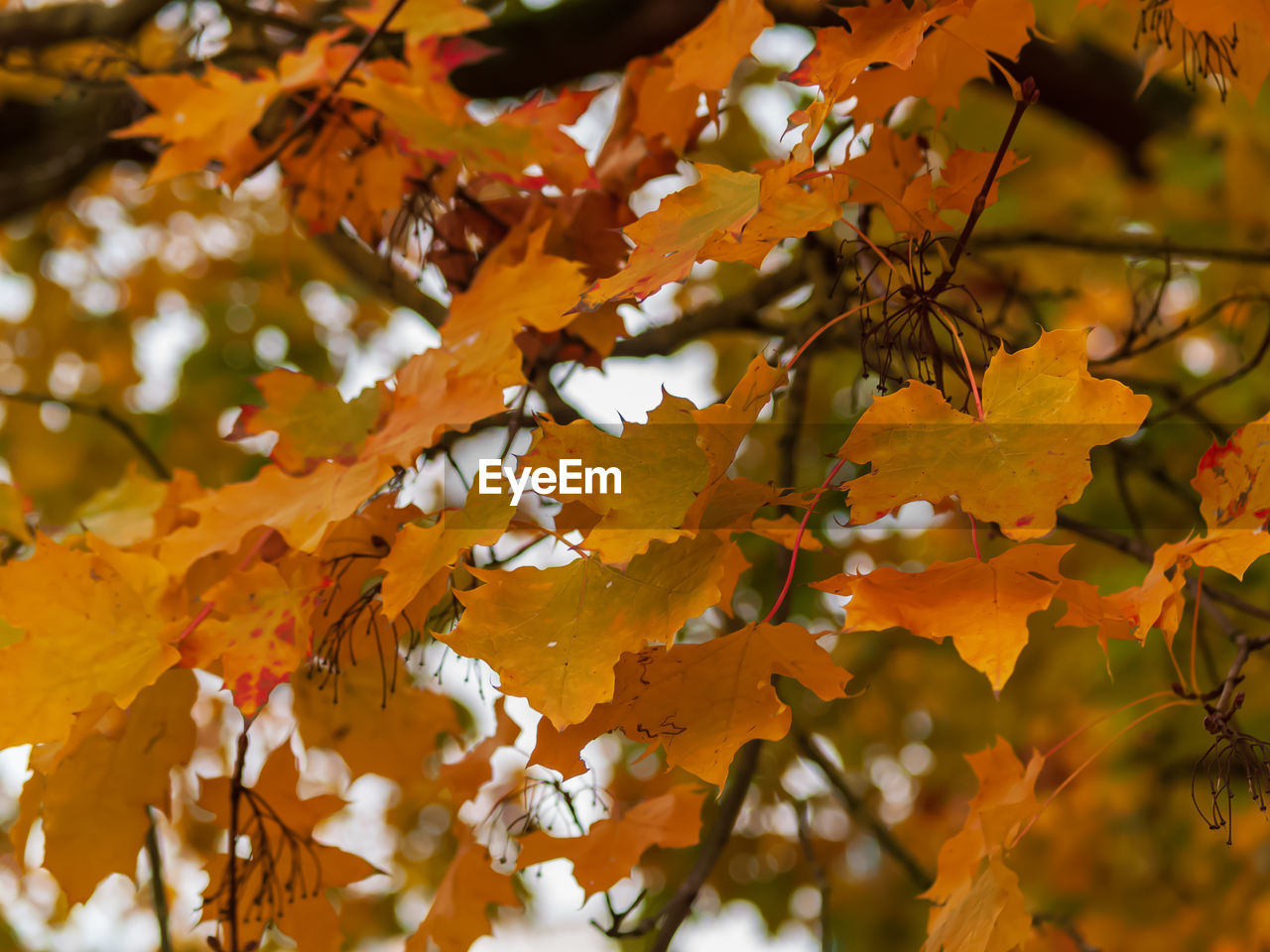 LOW ANGLE VIEW OF AUTUMNAL LEAVES AGAINST TREE