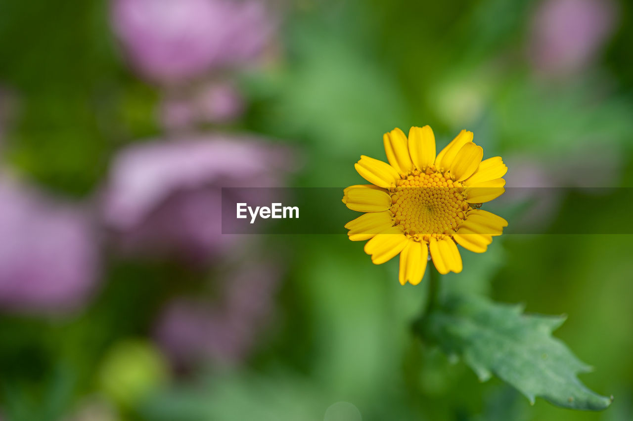 Close-up of yellow flowering plant chrysanthemum segetum