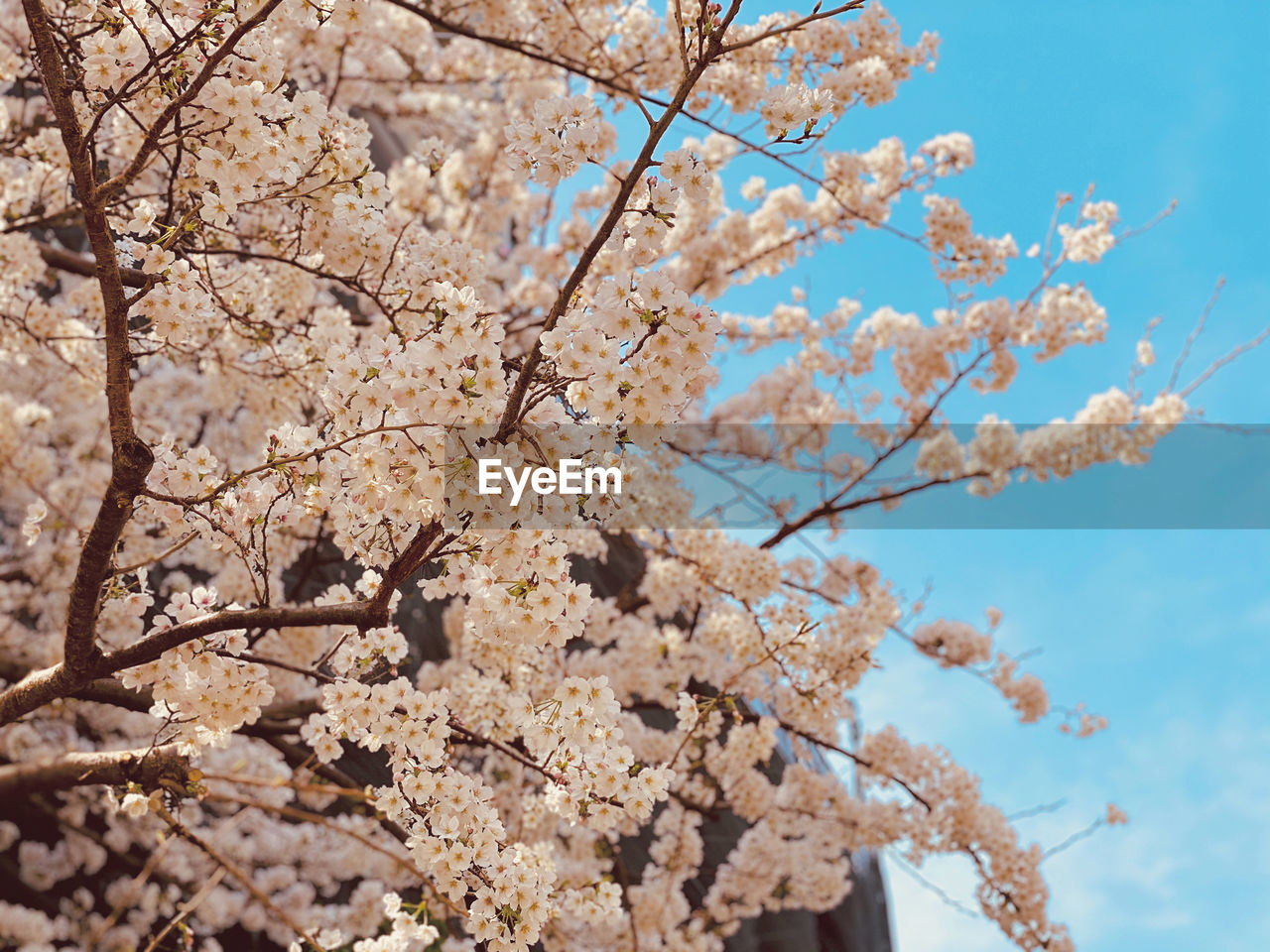 LOW ANGLE VIEW OF CHERRY BLOSSOM TREE