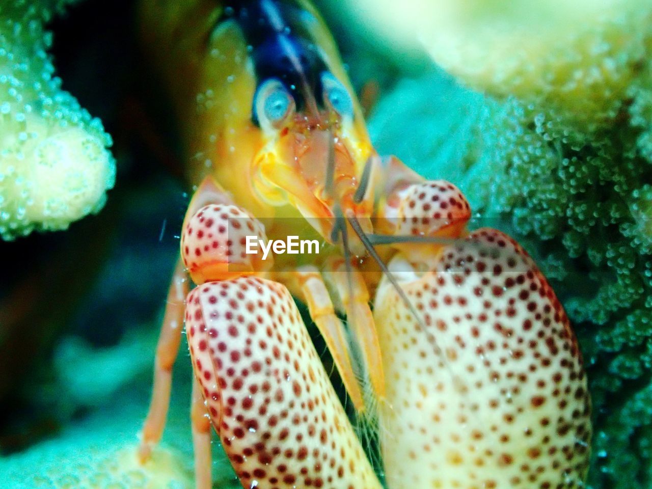 Close-up of crab swimming in sea