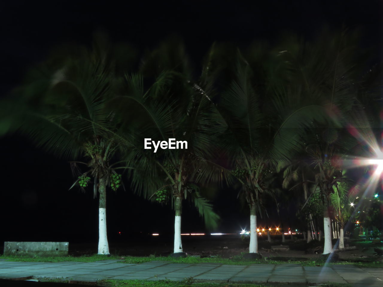 PALM TREE AGAINST SKY AT NIGHT