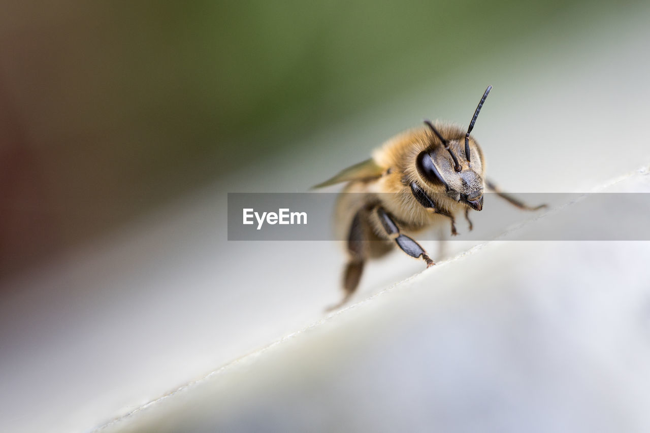 CLOSE-UP OF BEE ON A LEAF