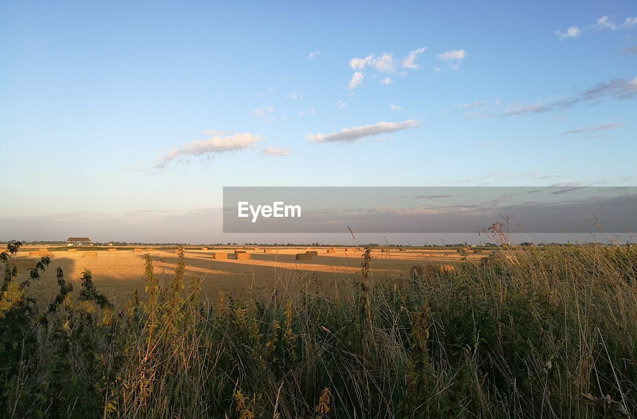 Scenic view of landscape against clear sky